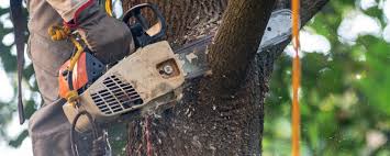 How Our Tree Care Process Works  in  Binghamton, NY